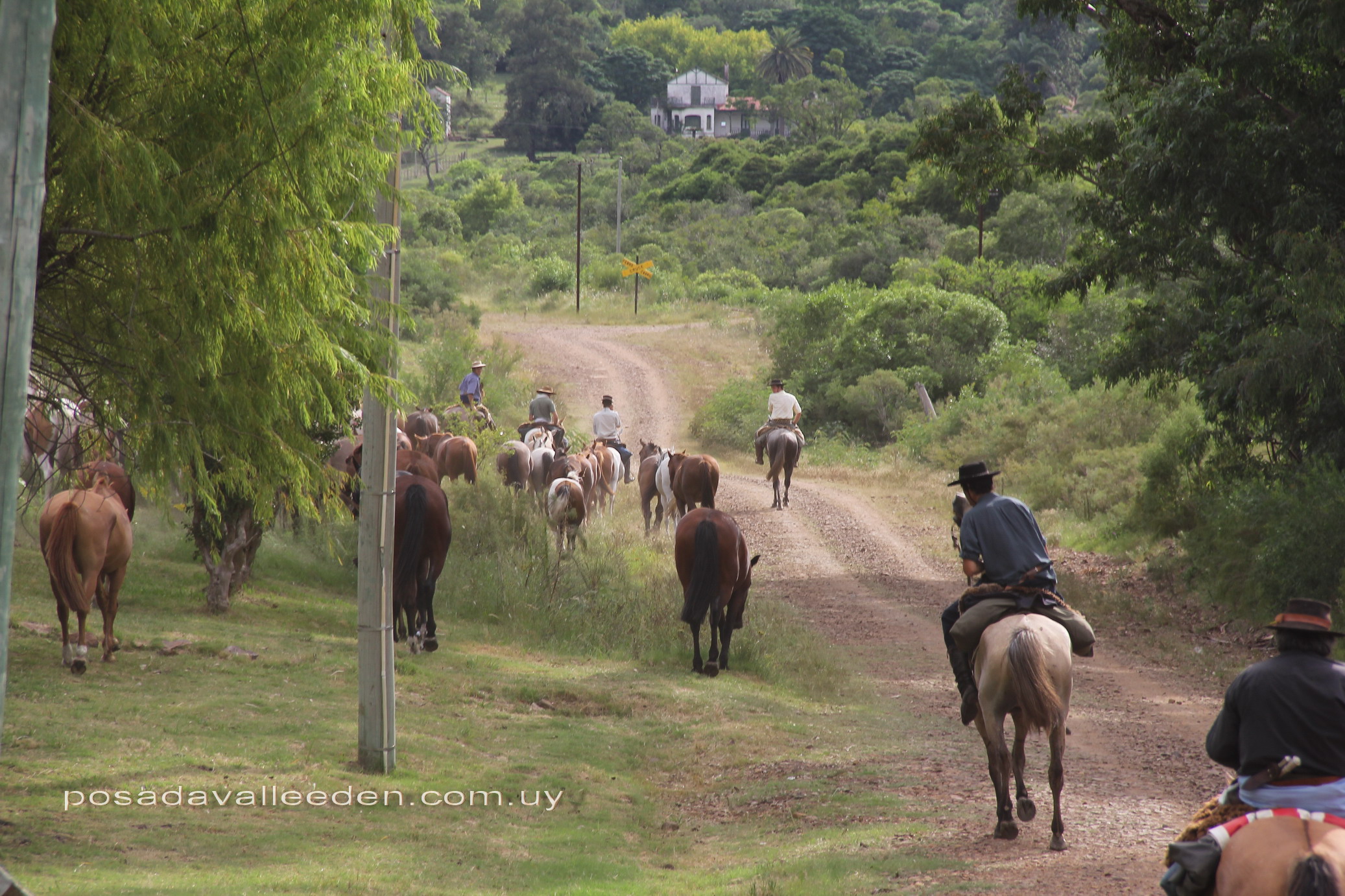 caballos pasando f posada